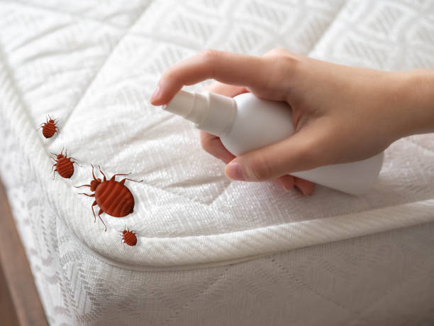 Best Termite Control Services  in Hurley, NM