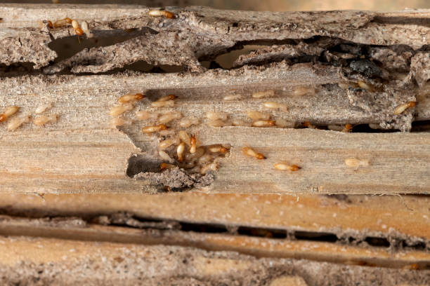 Best Pest Prevention Services  in Hurley, NM