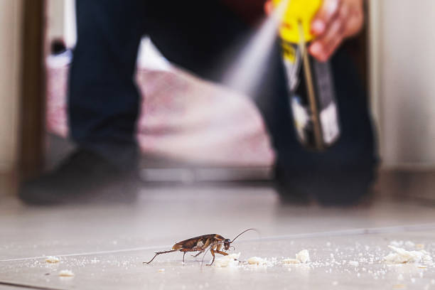Best Residential Pest Control  in Hurley, NM